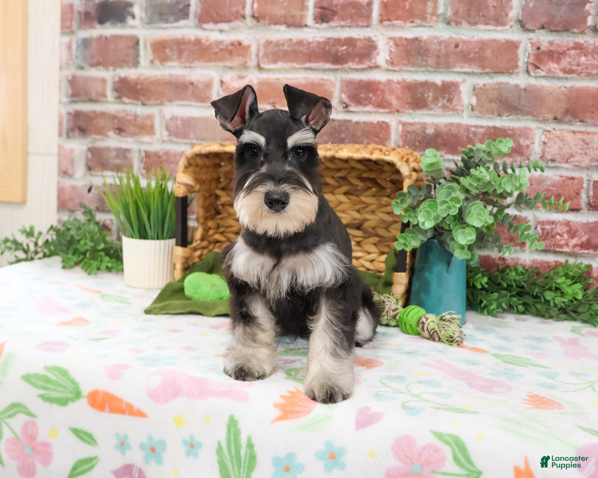 Miniature Schnauzer dogs Sherman  - Ad 1