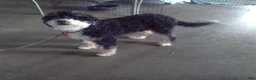 Mini Bernedoodle dogs for sale: Ranger - Ad 8