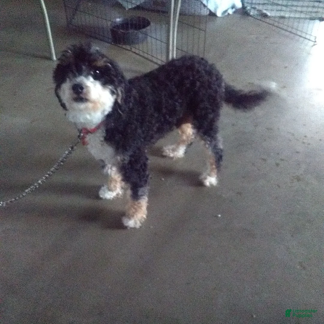 Mini Bernedoodle dogs for sale: Ranger - Ad 8