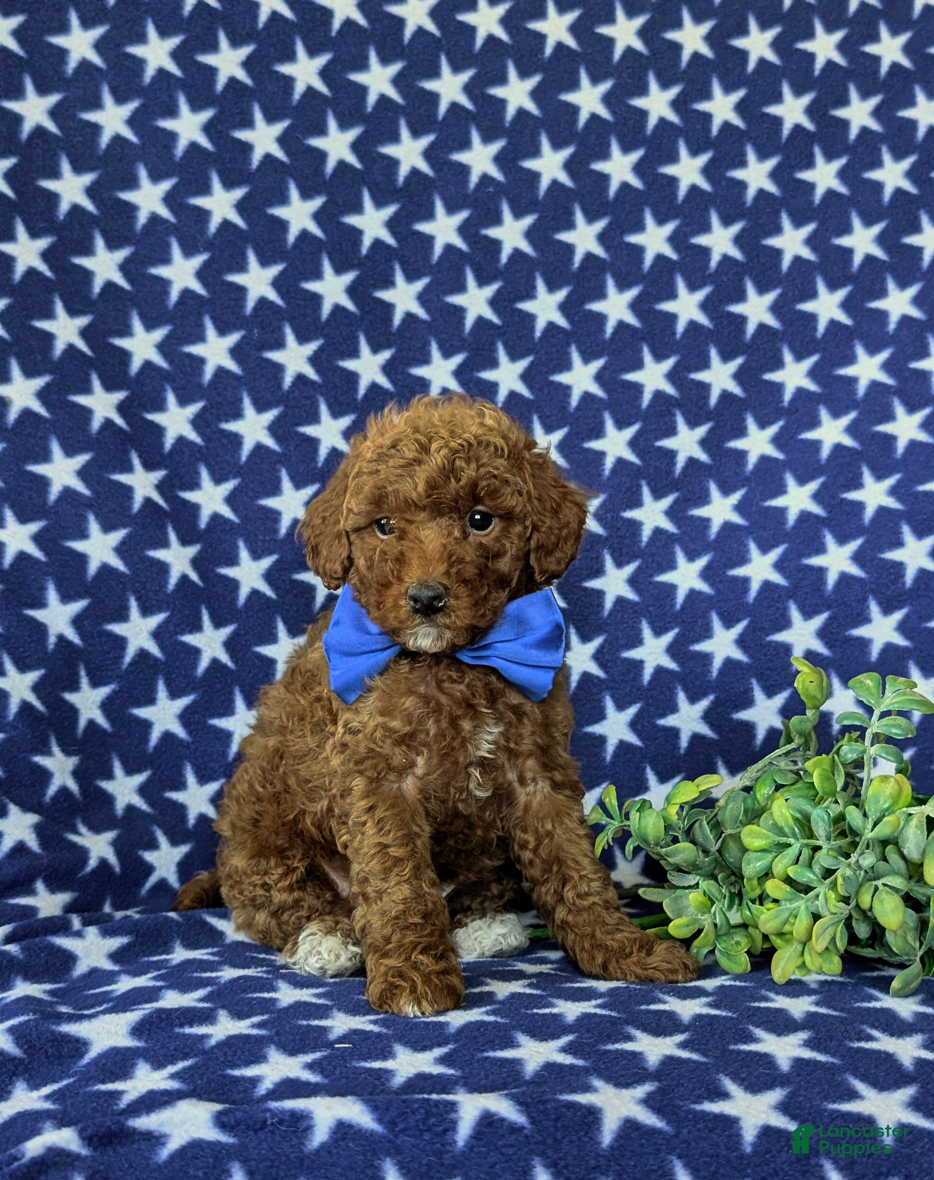 Mini Goldendoodle dogs Rumford 10 lbs full grown - Ad 1