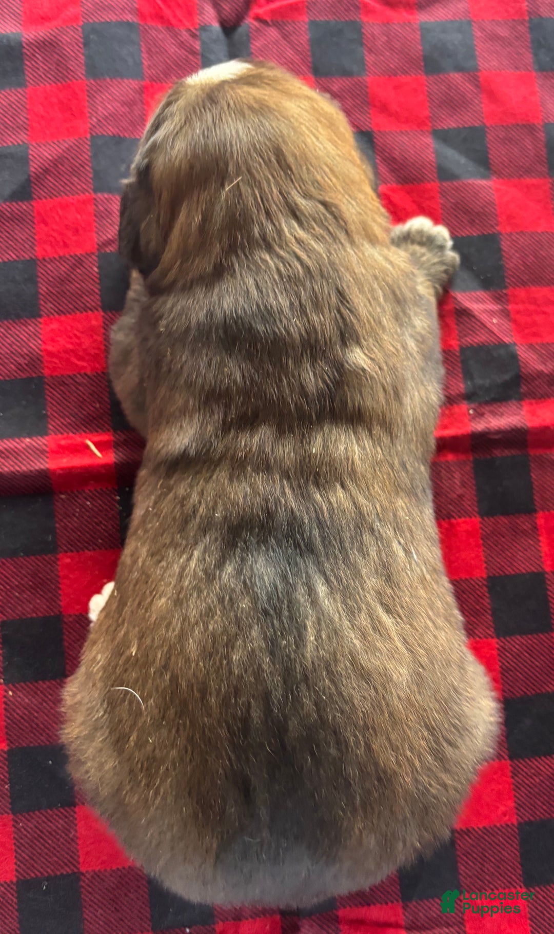 Mixed Breed dogs for sale: Tibetan Mastiff/Bernese Mountain Dog Male 2 - Ad 3