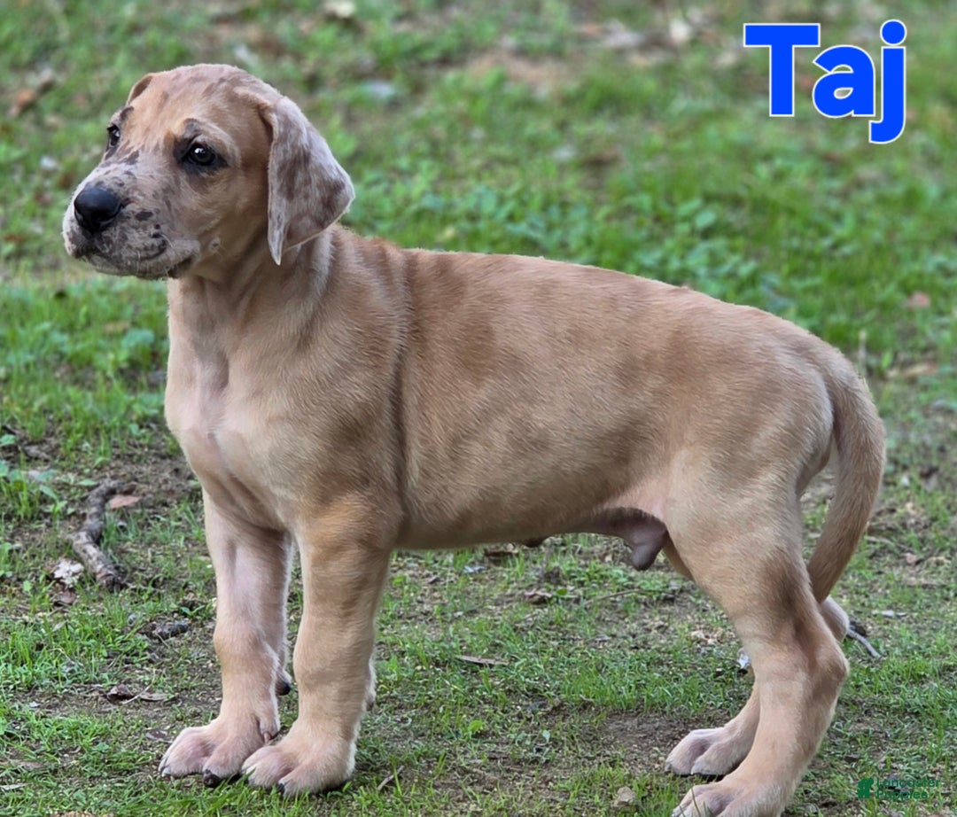 Great Dane dogs for sale: Taj - Ad 1