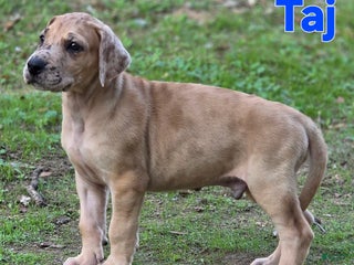 Great Dane dogs Taj - Ad 10