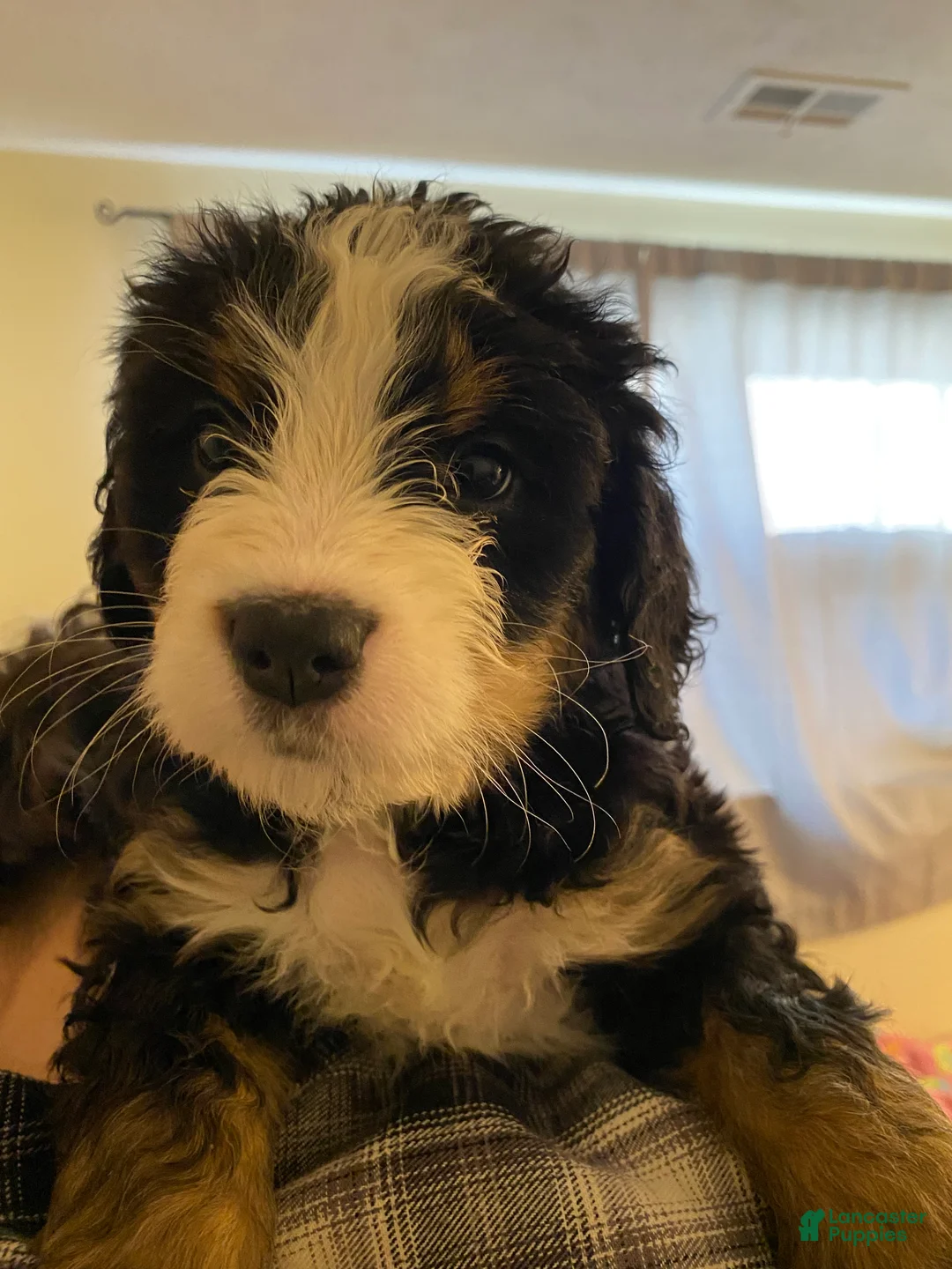 Bernedoodle dogs for sale: Bernedoodle Puppy 11 - Ad 1