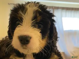 Bernedoodle dogs Bernedoodle Puppy 11 - Ad 31