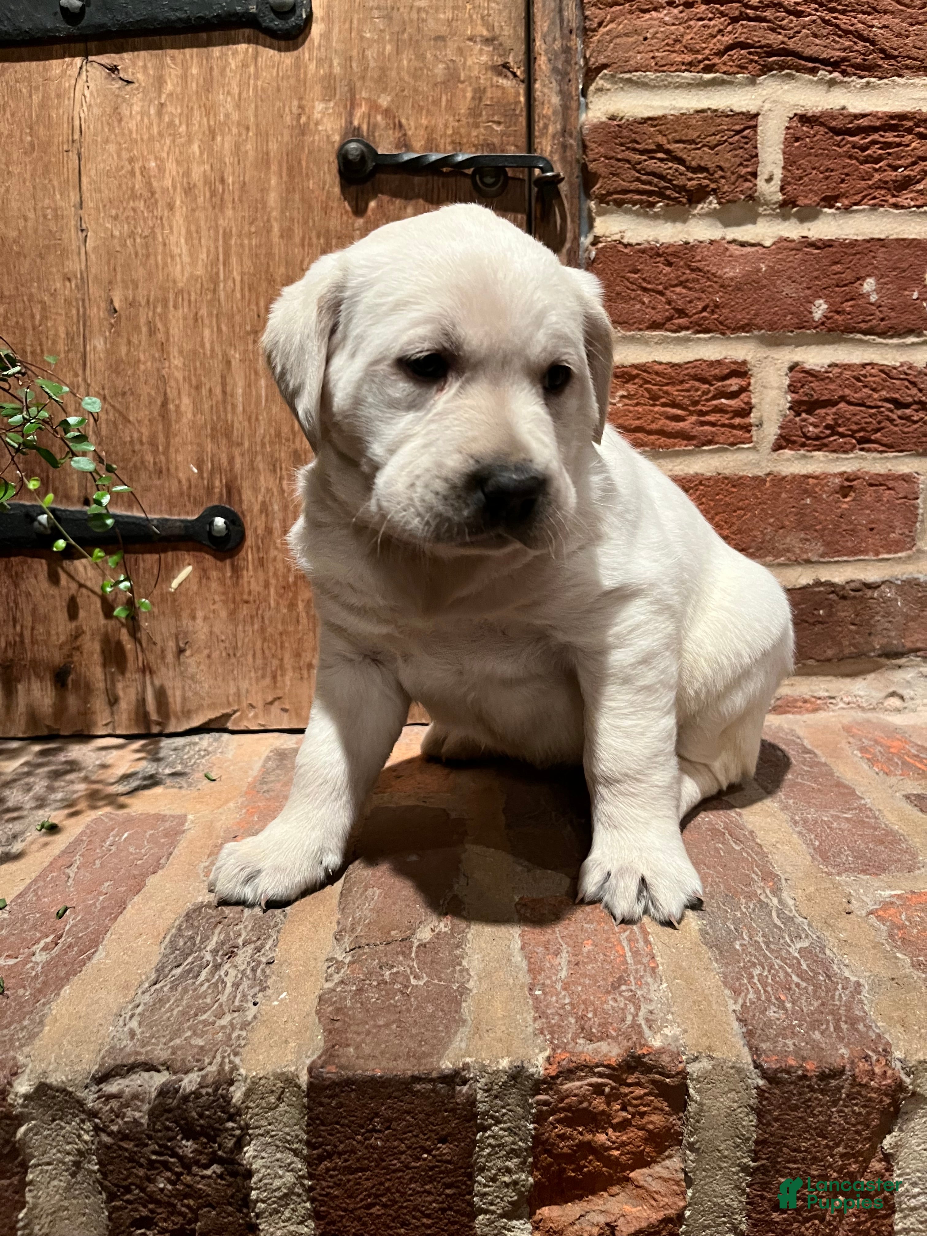 Labrador Retriever dogs Daisy - Ad 1