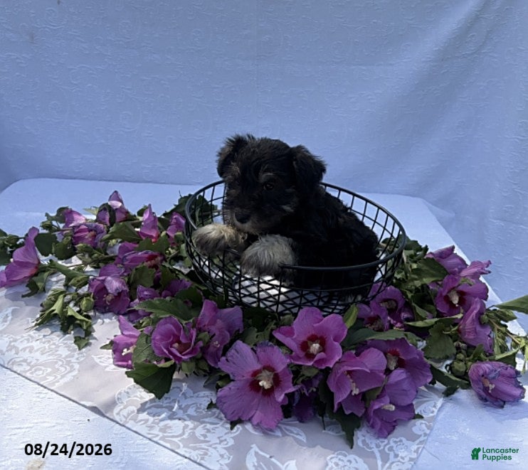 Miniature Schnauzer dogs Hailey - Ad 1
