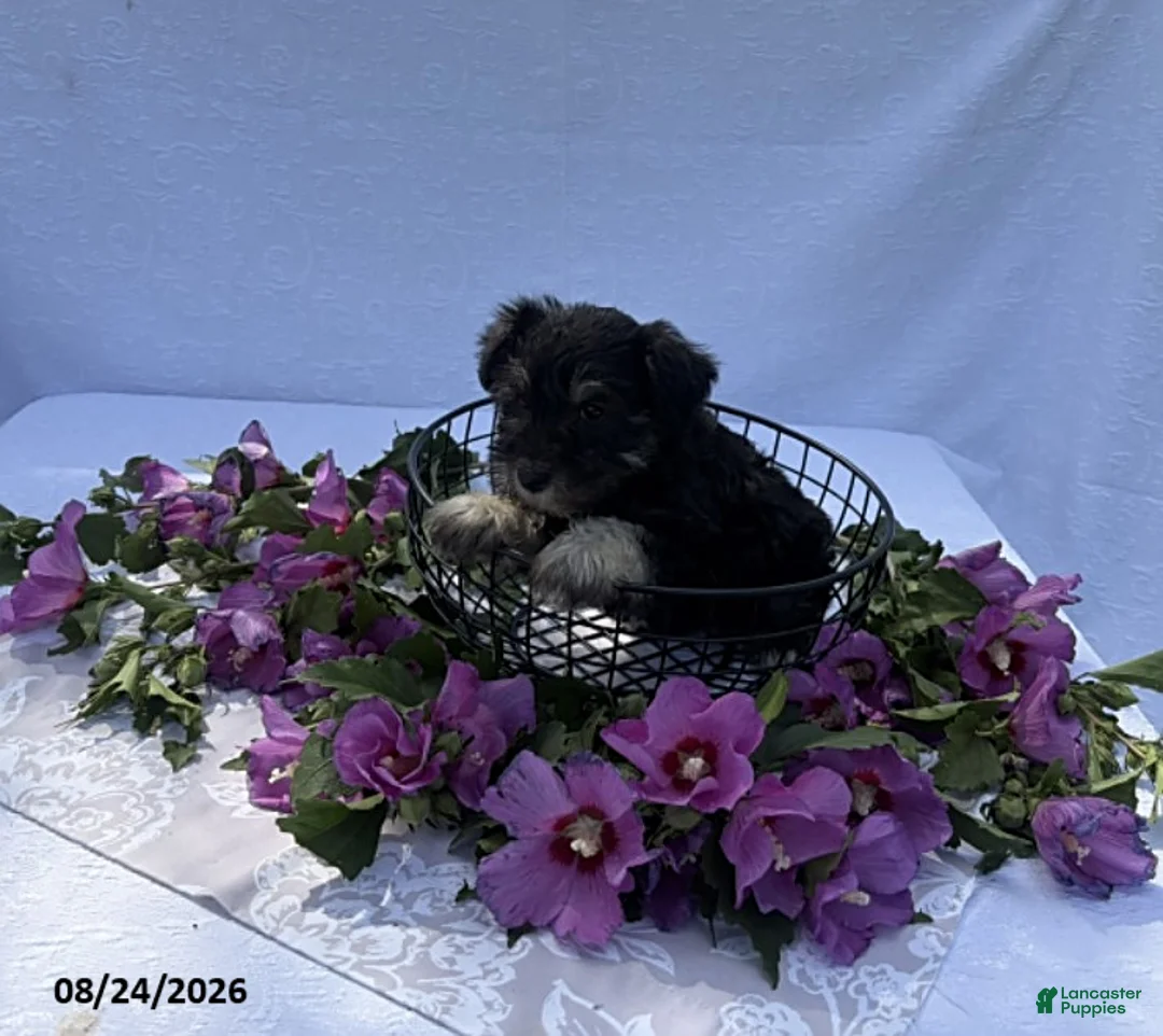 Miniature Schnauzer dogs for sale: Hailey - Ad 1