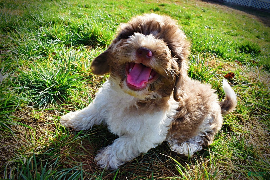 Havapoo dogs for sale: Patches - Ad 17