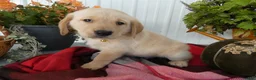 Labrador Retriever dogs for sale: Labrador Retriever 1 Trigger - Ad 3