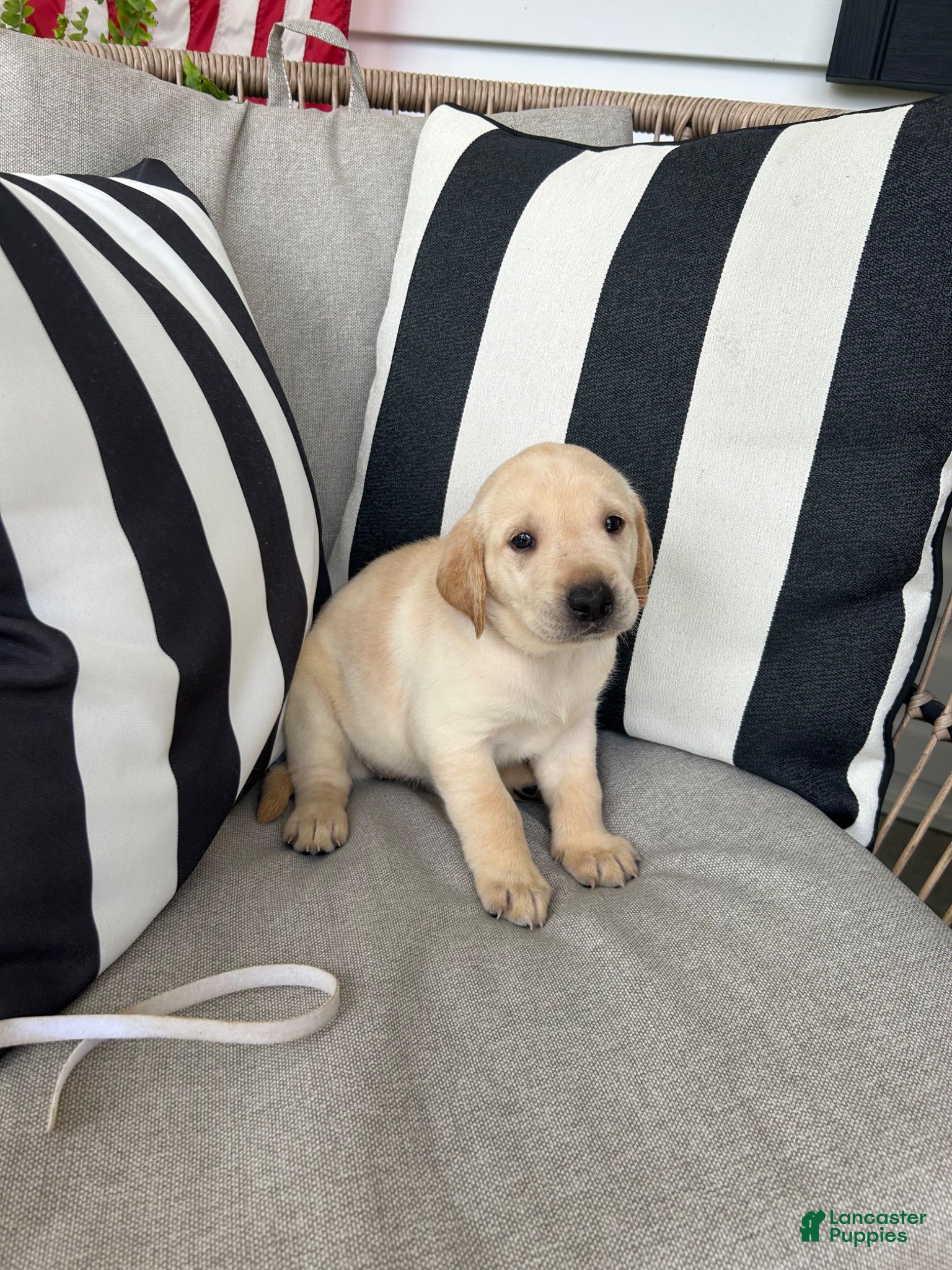 Labrador Retriever dogs Labrador Retriever 8 - Ad 1