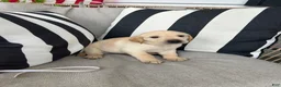 Labrador Retriever dogs for sale: Labrador Retriever 8 - Ad 1