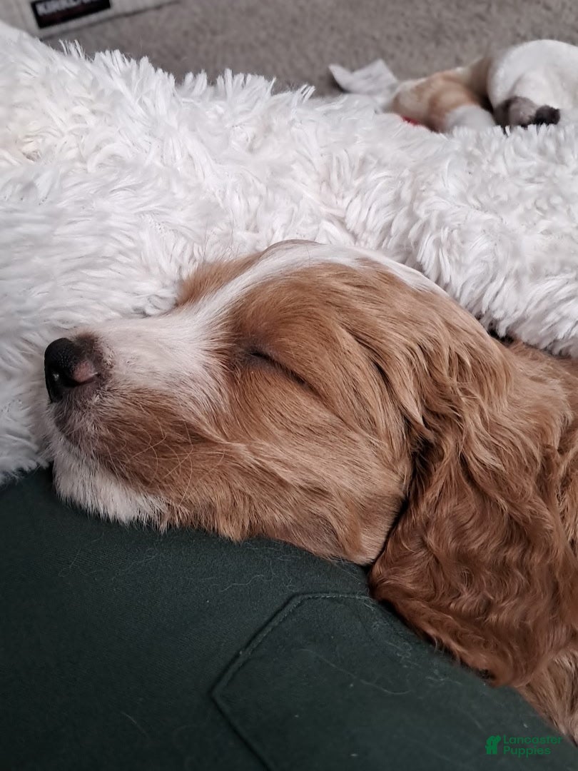 Double Doodle dogs Samson - Ad 2