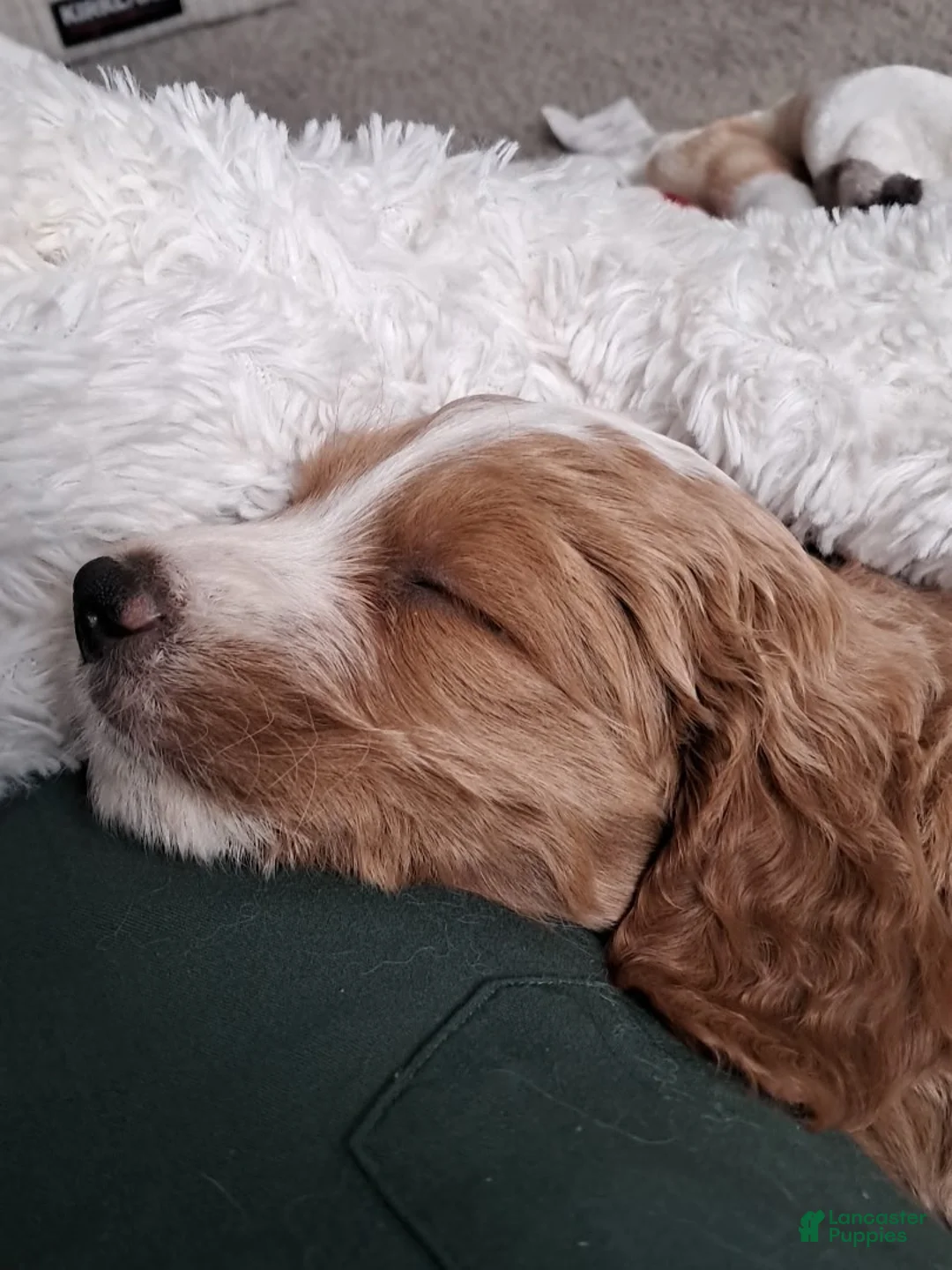 Double Doodle dogs for sale: Samson - Ad 2