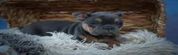 Frenchton dogs for sale: Peaches 🍑 — A Charming F2 Frenchton Puppy! - Ad 6