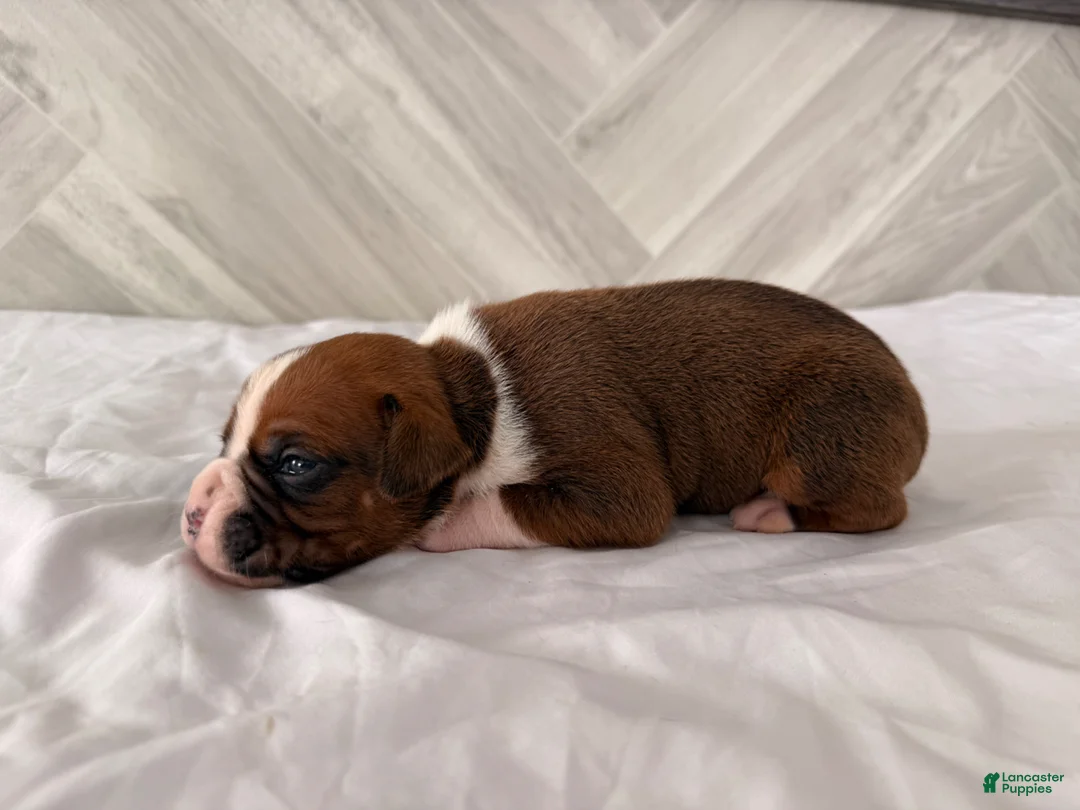 Boxer dogs for sale: Clint  - Ad 5