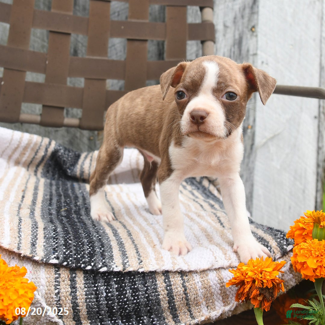 Boston Terrier dogs for sale: Poppy - Ad 3