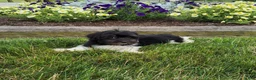 Havanese dogs for sale: Toby - Ad 10