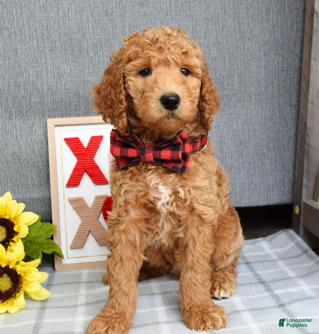 Standard Poodle dogs for sale: Charlie - Ad 5