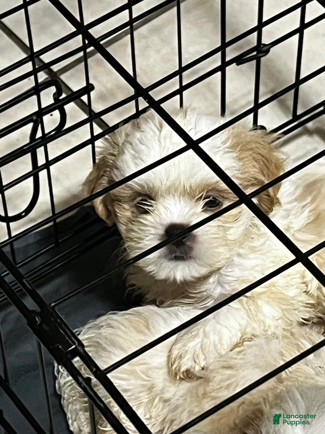 Shih Tzu dogs for sale: Atum - Ad 8