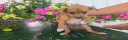 Chihuahua dogs for sale: Buster - Ad 7