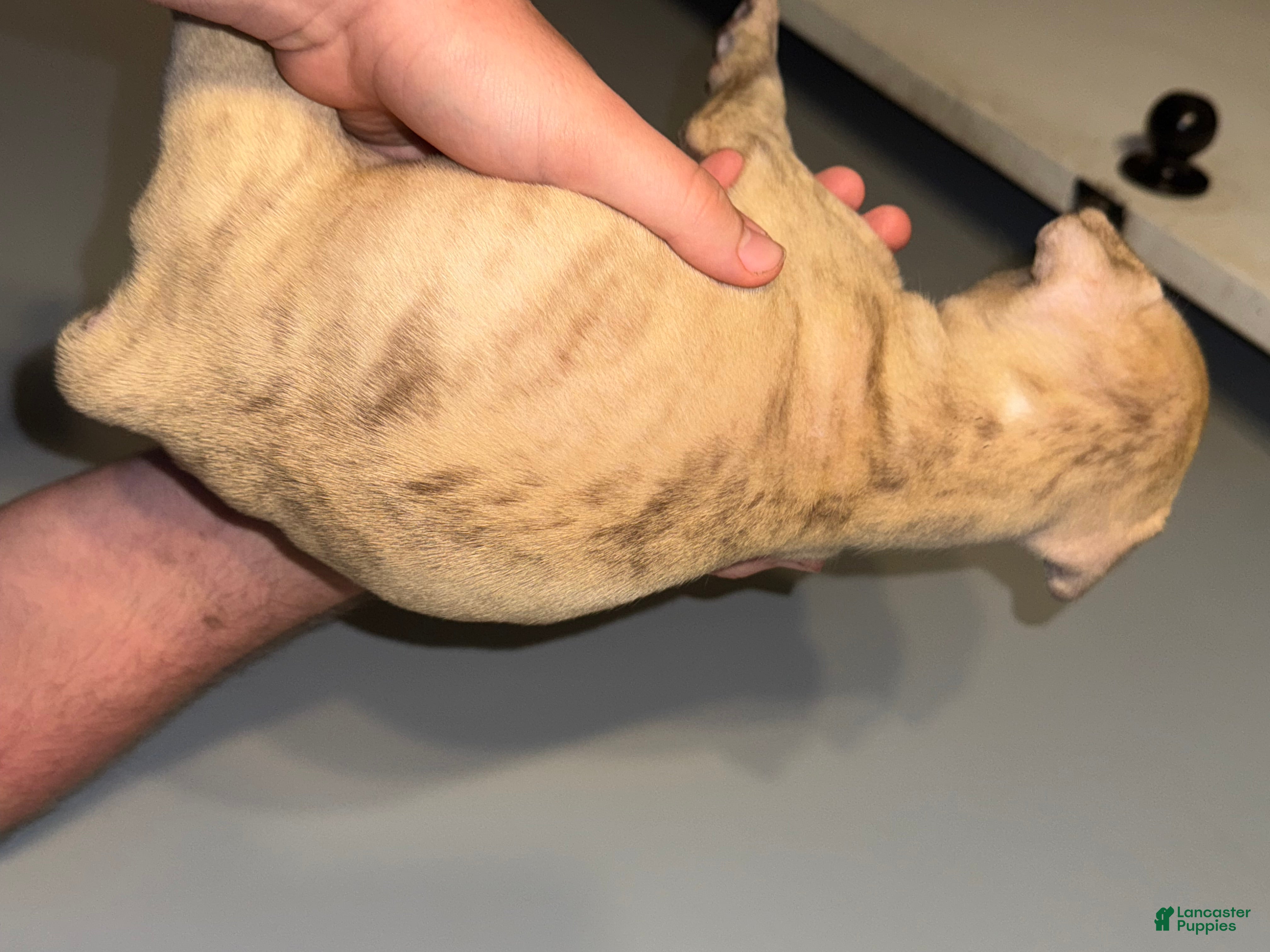 American Pit Bull Terrier dogs American Pit Bull Terrier Puppy 4 - Ad 14