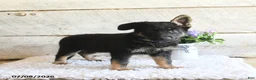 German Shepherd dogs for sale: Atlas - Ad 3