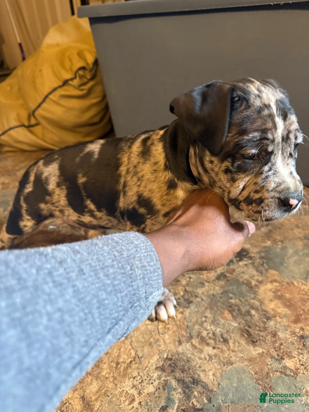 Mixed Breed dogs for sale: Mixed Breed Puppy 2 - Ad 4