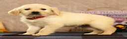 Golden Retriever dogs for sale: Gus - Ad 5