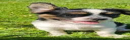 Mixed Breed dogs for sale: Shelby - Ad 6