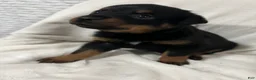 Rottweiler dogs for sale: tiny  - Ad 4