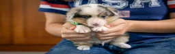 Mixed Breed dogs for sale: Ringo - Ad 4