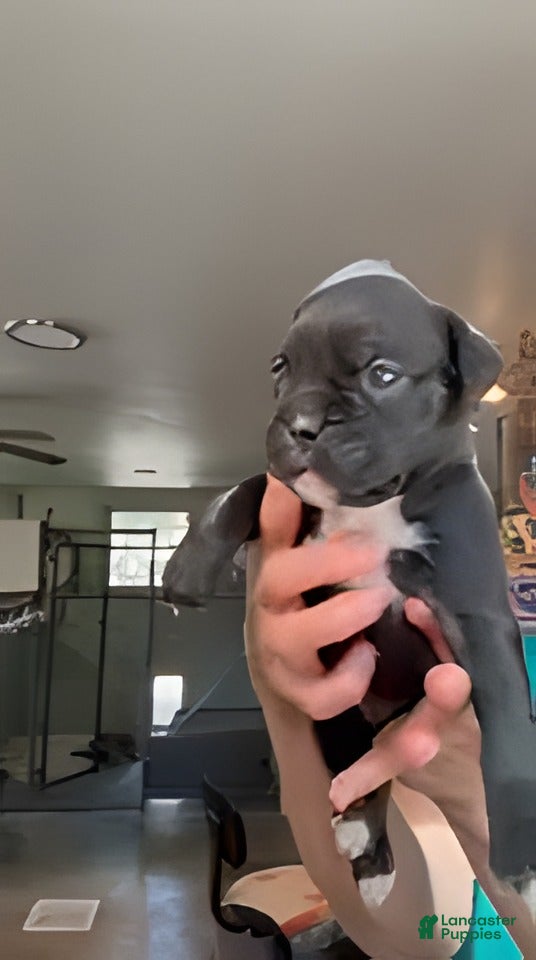 Boxer