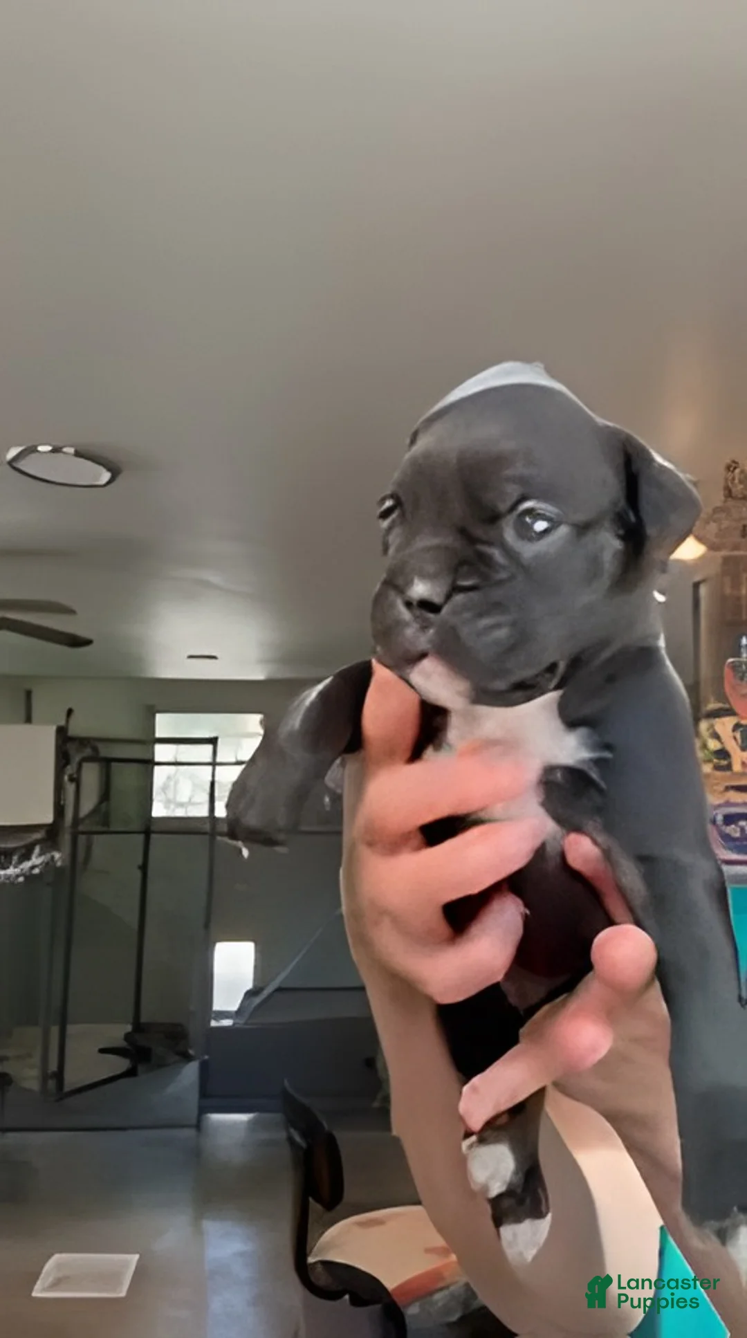 Boxer dogs for sale: Abigail AKC Seal Brindle Boxer - Ad 1