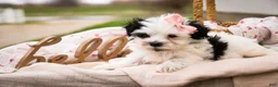 Havanese dogs for sale: Precious - Ad 3