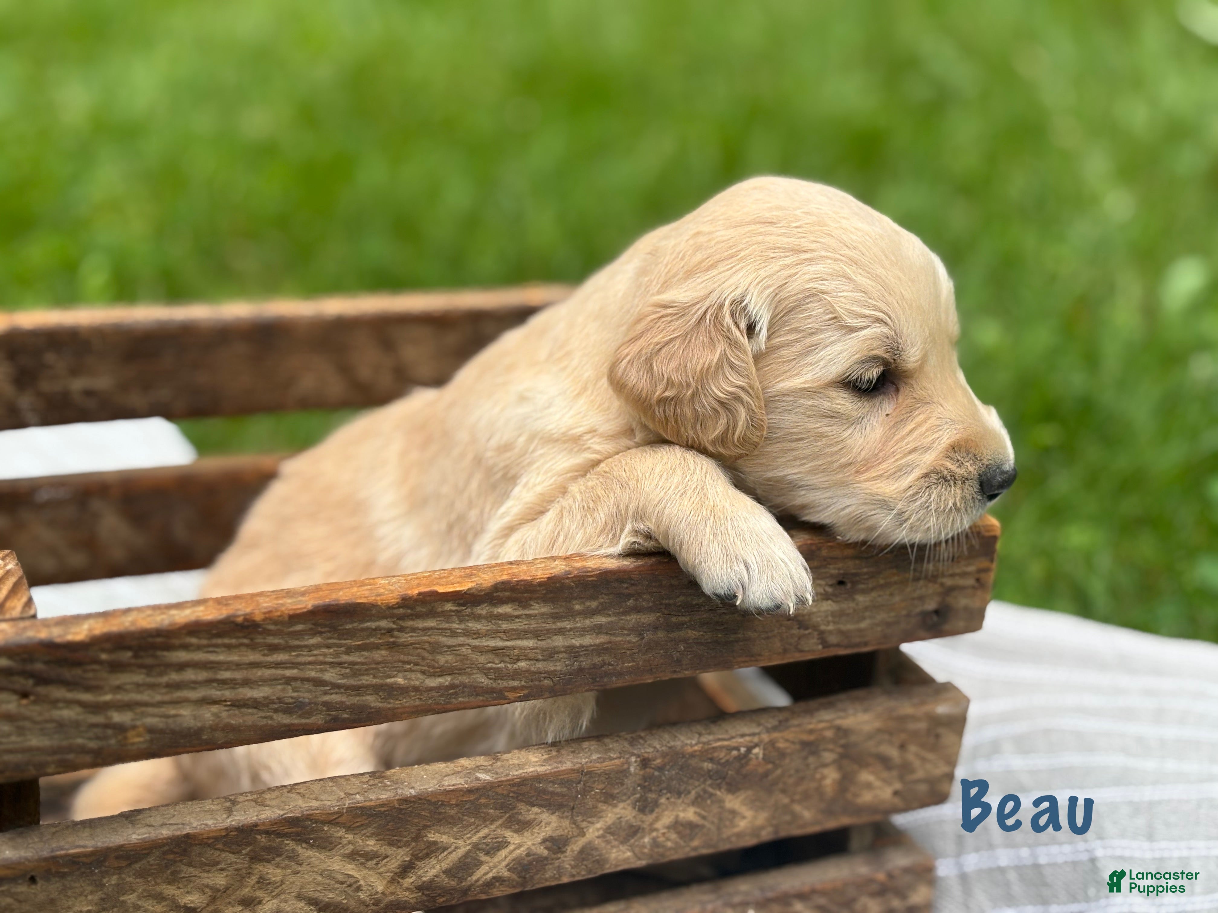 Golden Retriever dogs Beau - Ad 1