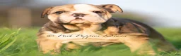English Bulldog dogs for sale: Birdie AKC - Ad 3