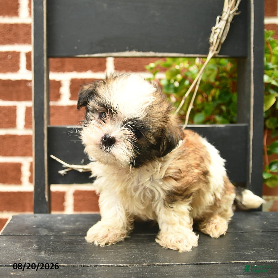 Malshi dogs Charlie  - Ad 2