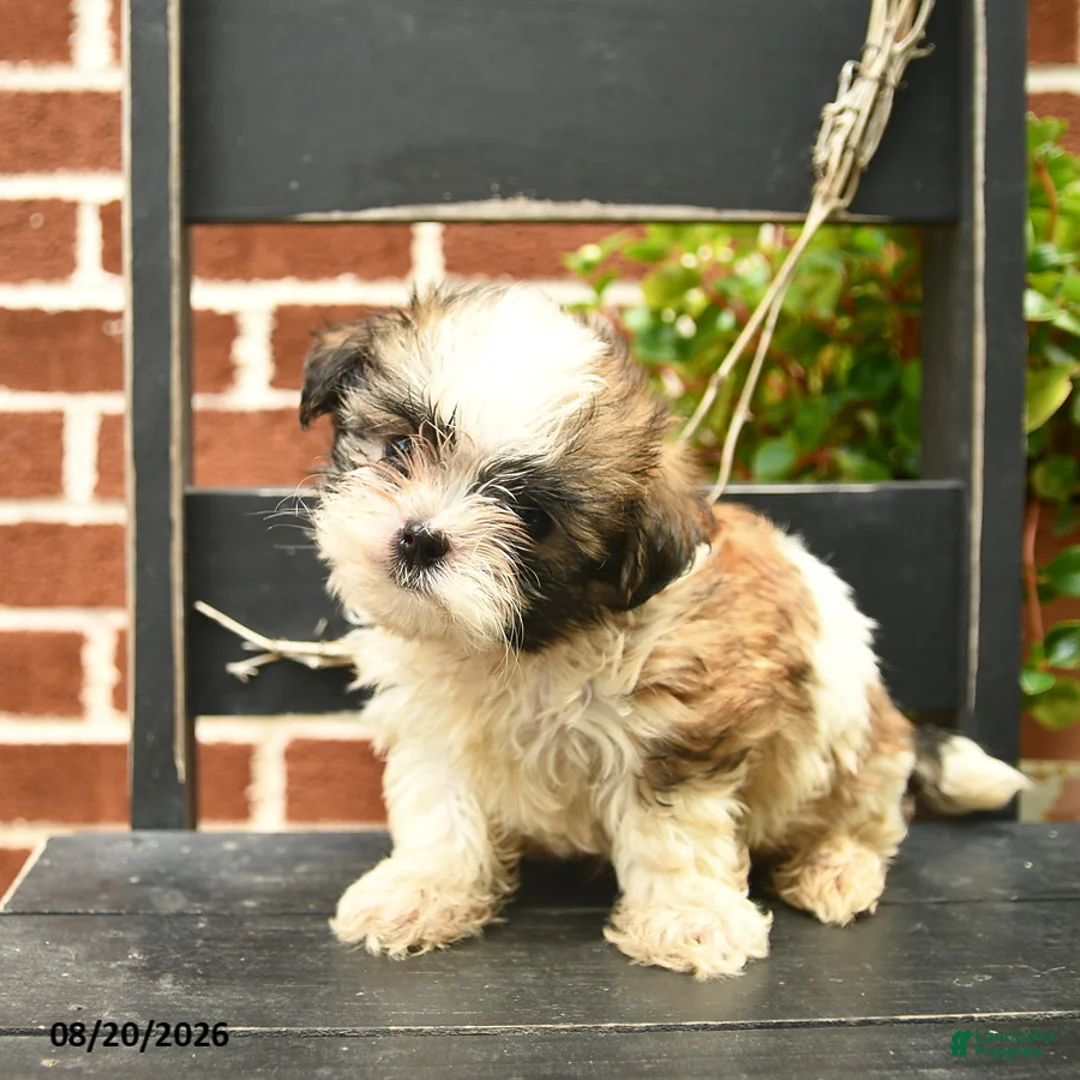 Malshi dogs for sale: Charlie  - Ad 2