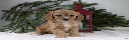 Cavapoo dogs for sale: Winston  - Ad 7