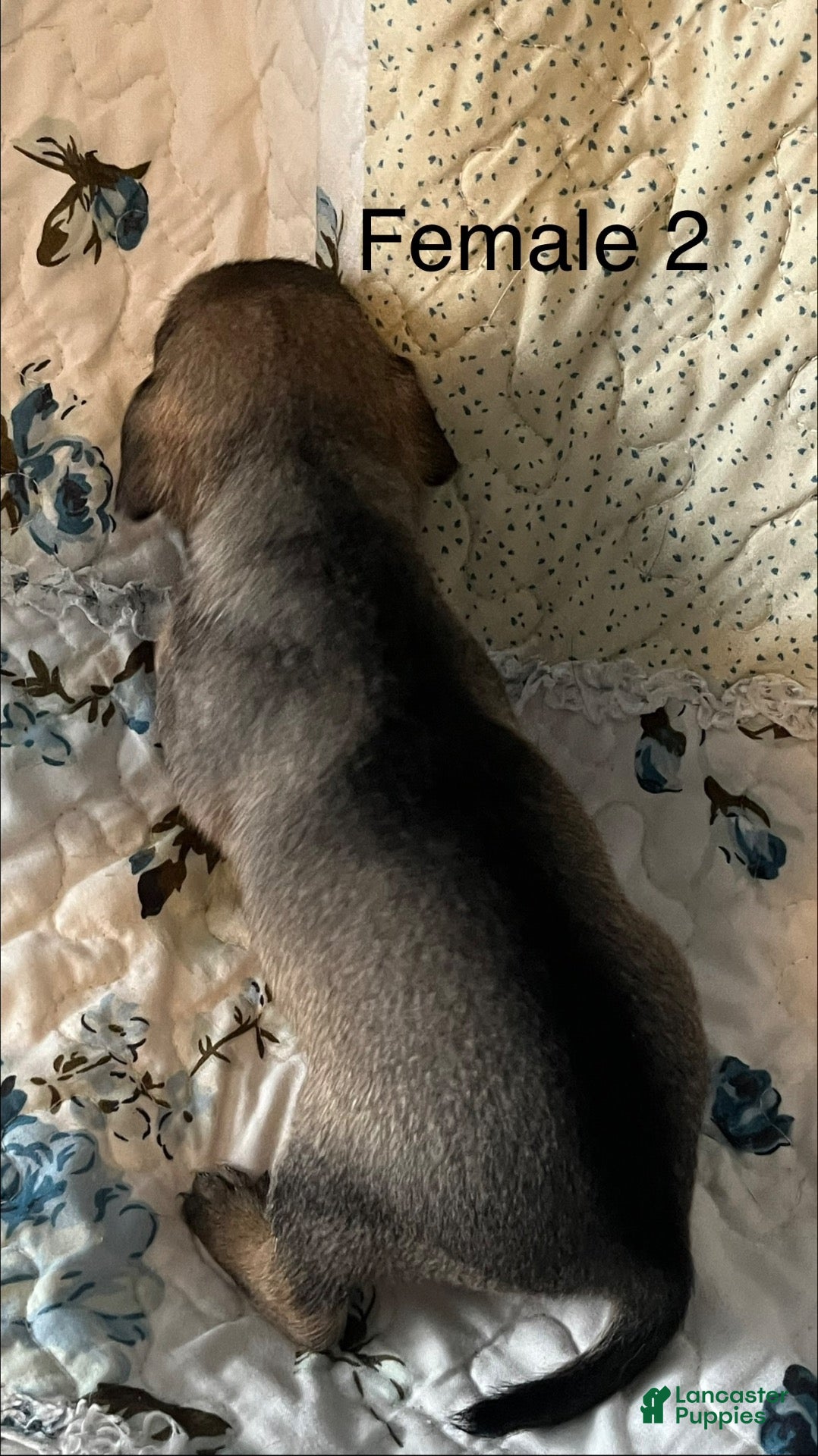 Chiweenie dogs Chiweenie 6 - Ad 1