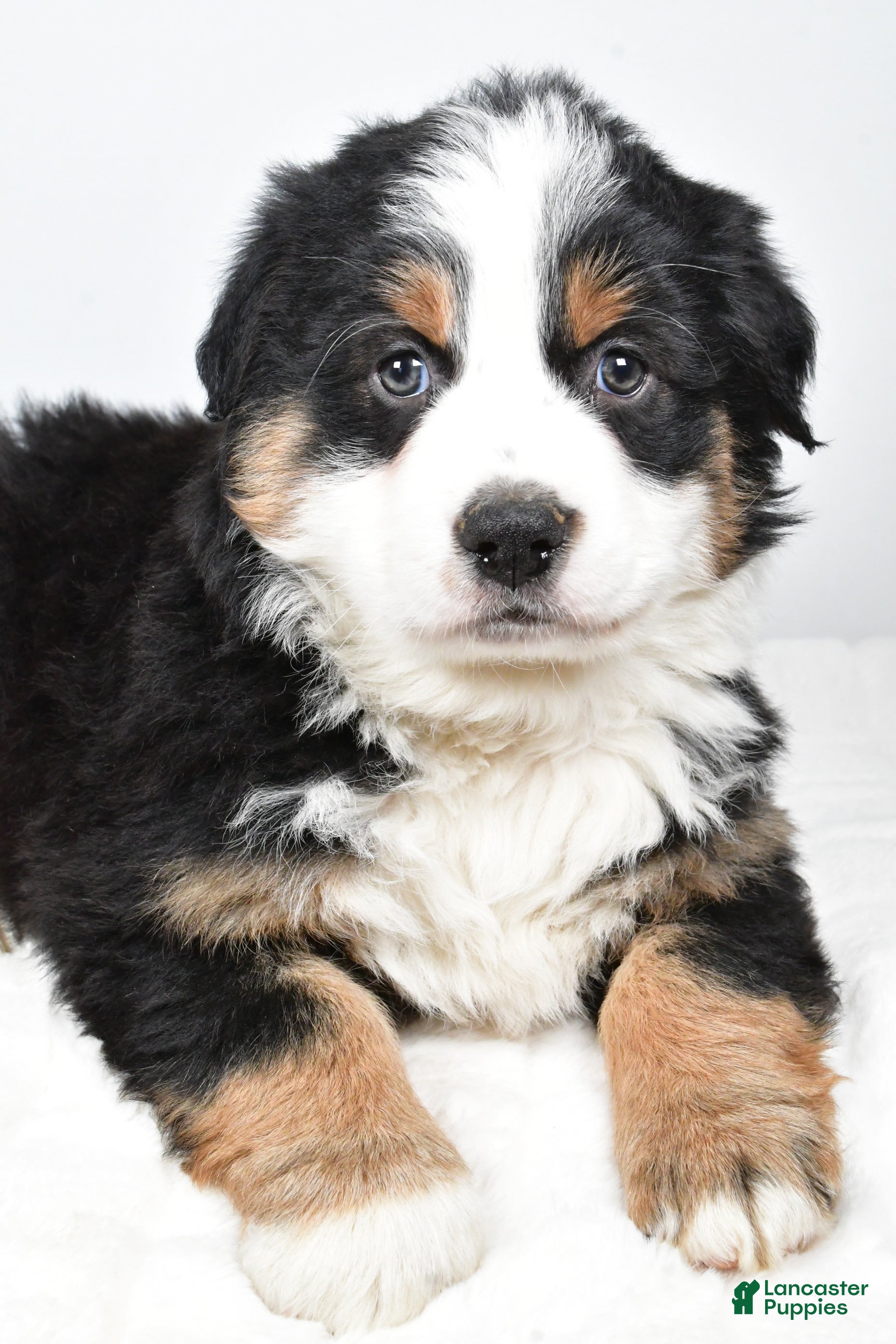 Australian Shepherd dogs Tommy - Ad 5