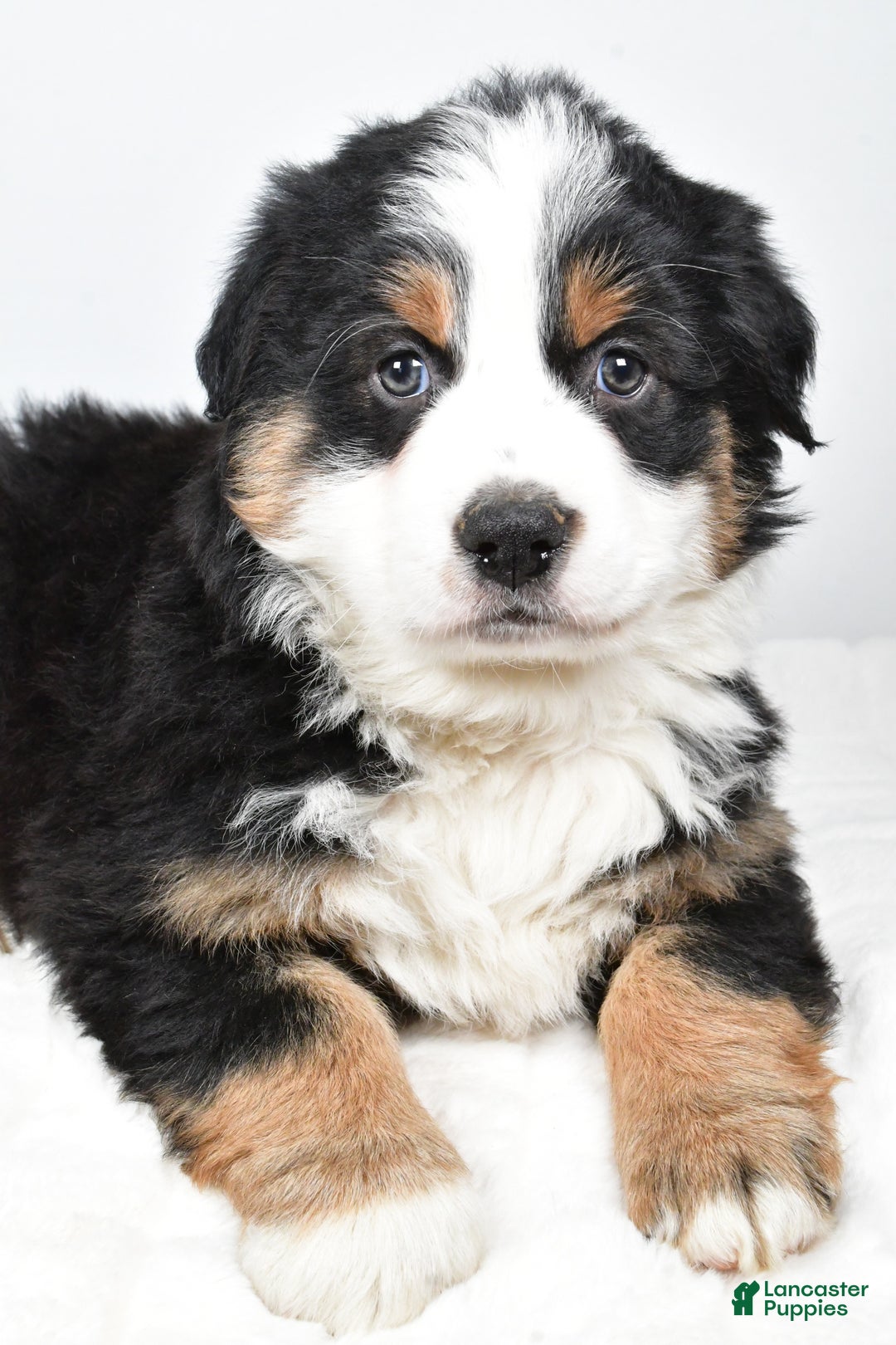 Australian Shepherd dogs for sale: Tommy - Ad 1