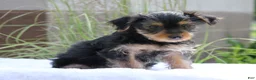 Yorkshire Terrier dogs for sale: Mason - Ad 4