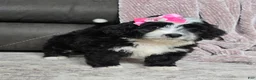 Mini Bernedoodle dogs for sale: Mini Wendy - Ad 9