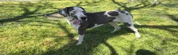 Great Dane dogs for sale: Evelyn - Ad 4