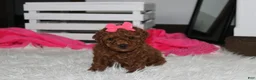 Miniature Poodle dogs for sale: Sally - Ad 9