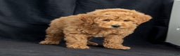 Mini Goldendoodle dogs for sale: Nancy - Ad 3