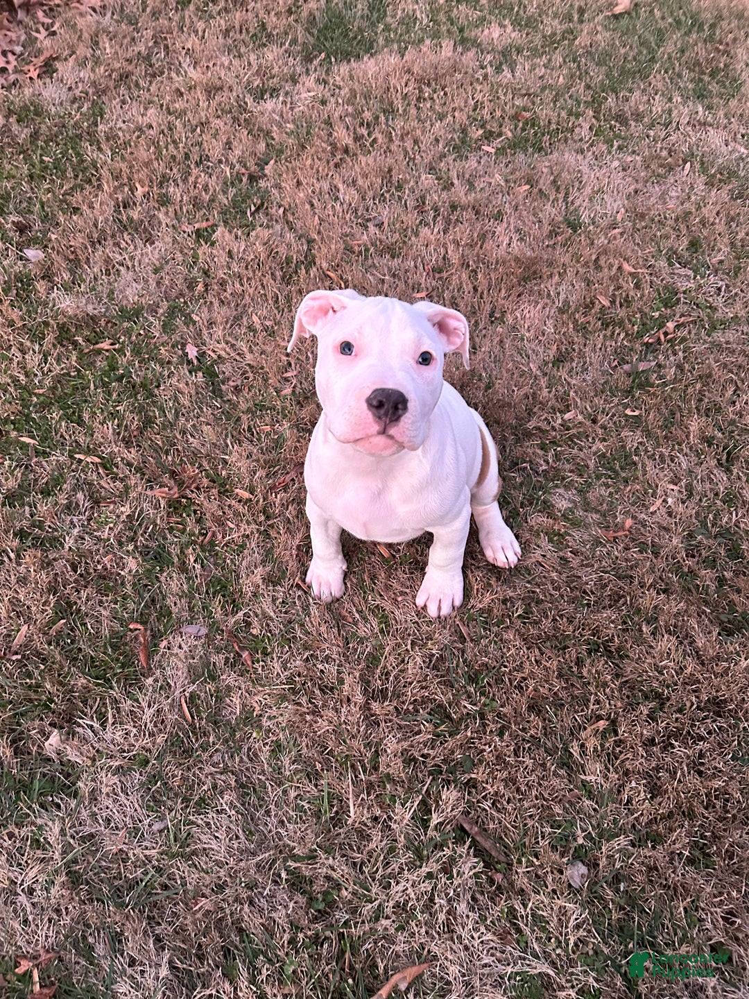 American Bully dogs for sale: American Bully Puppy 1 - Ad 2