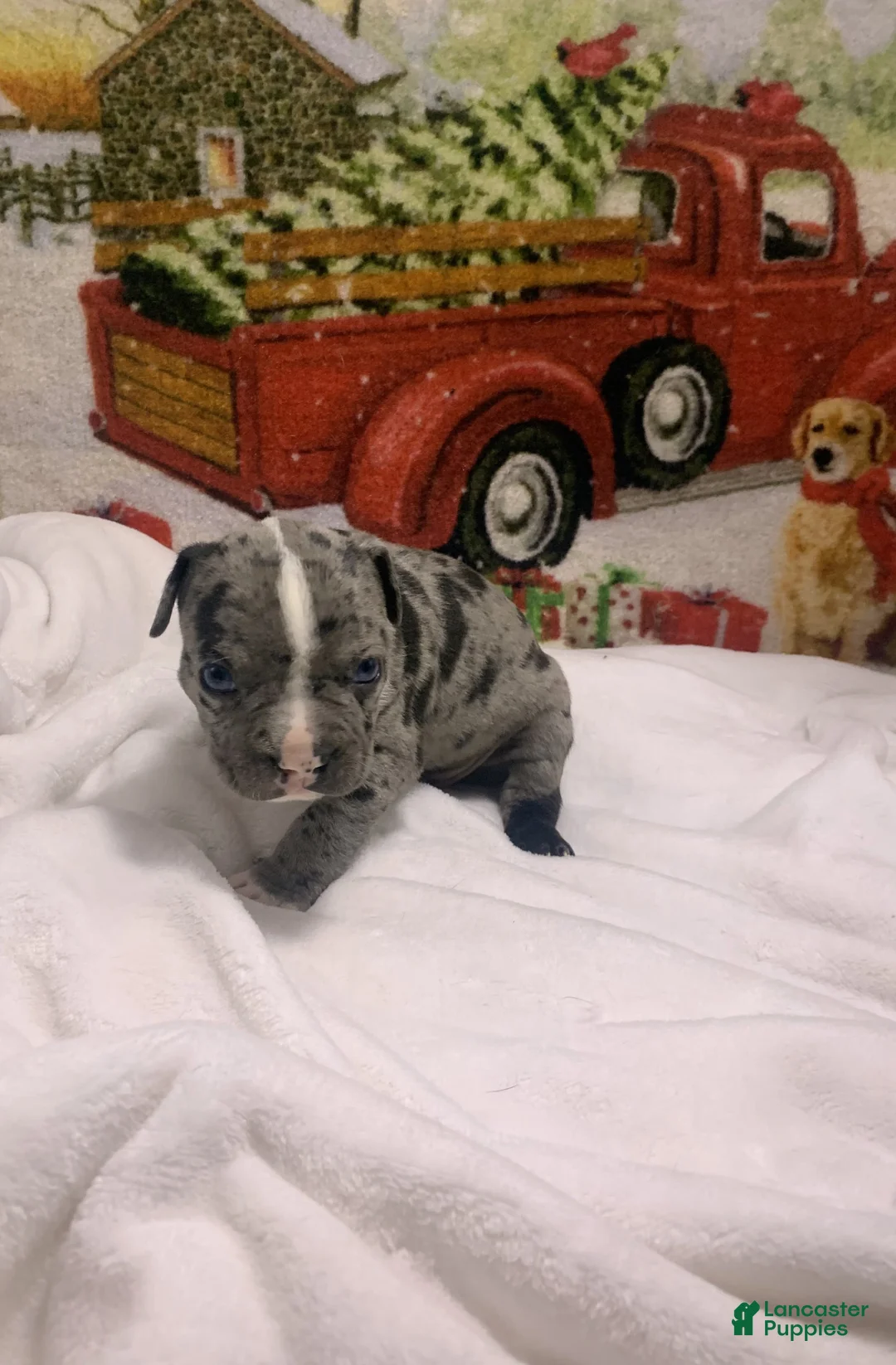 Mixed Breed dogs for sale: Boots - Ad 10